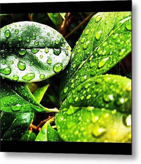 Plant Metal Print featuring the photograph Rainy Day by Lea Ward