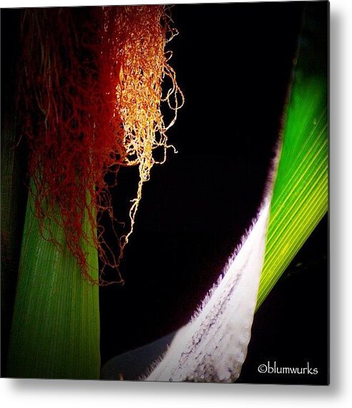 60likes Metal Print featuring the photograph Reap by Matthew Blum
