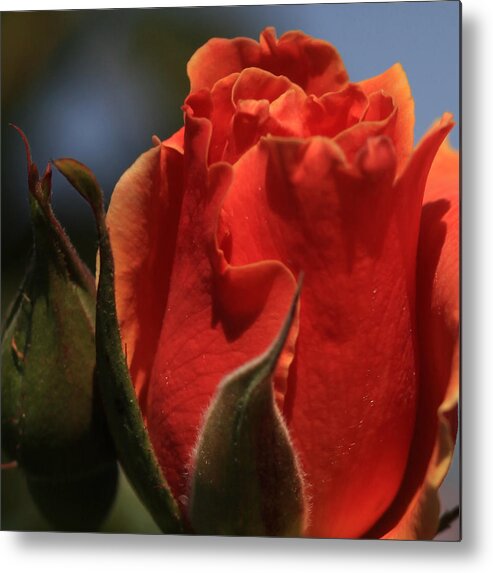 Floral Metal Print featuring the photograph Red Rose Bud by Donna Corless