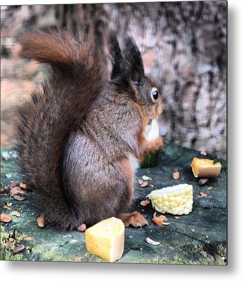 England Metal Print featuring the photograph Red Squirrel #red #norfolk by Jo Shaw