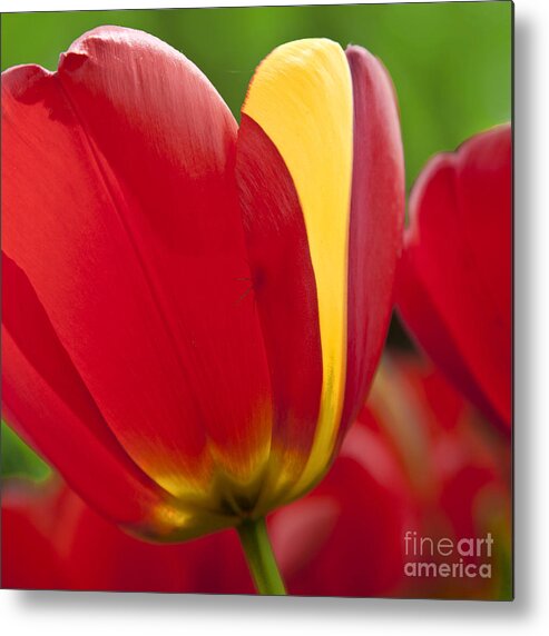 Tulip Metal Print featuring the photograph Red Tulips 1 by Heiko Koehrer-Wagner