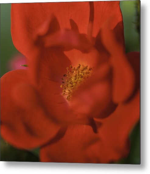 Rose Metal Print featuring the photograph Rose by Kate Hannon