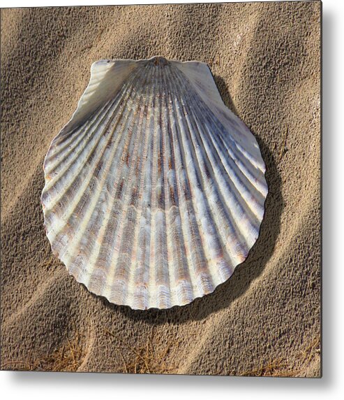 Sea Shell Metal Print featuring the photograph Sea Shell 2 by Mike McGlothlen