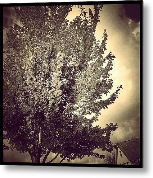Art Metal Print featuring the photograph Serene Tree by Percy Bohannon