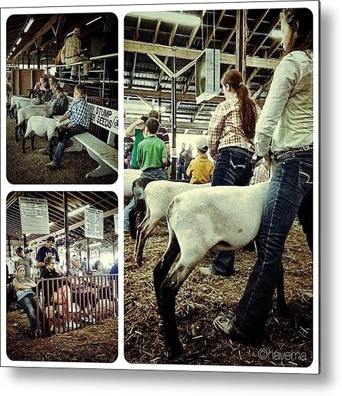 Teamrebel Metal Print featuring the photograph Sheep Show by Natasha Marco