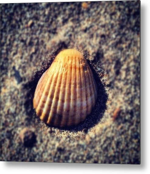 Summer Metal Print featuring the photograph Shell #beach #shell #nature #day #view by Pao Pinel