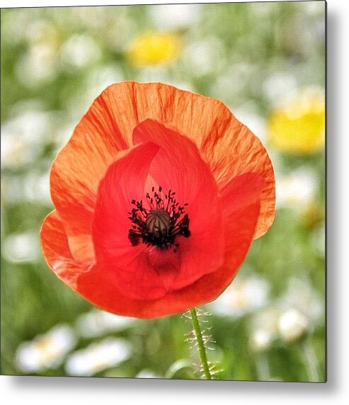 Love Metal Print featuring the photograph She's Chosen Three Poppy Pics ...no2 by Carl Milner