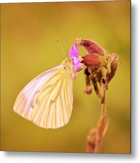 Butterfly Metal Print featuring the photograph Shine by Studio Yuki