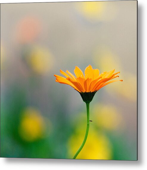 Wildflower Floral Yellow Tones Dof Bokeh Metal Print featuring the photograph Simplicity by Joel Olives