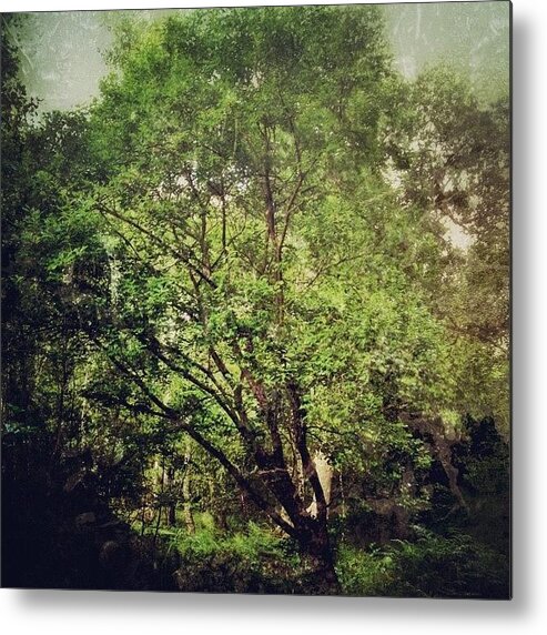 Instanature Metal Print featuring the photograph #solo_tree #instanature #ig_nesia by Nikki Sheppard