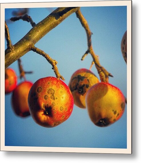 Spotted Metal Print featuring the photograph #spotted #wild #apples On #sunset From by Linandara Linandara