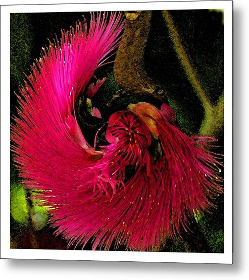 Flower Metal Print featuring the photograph St Kitts Flora by Cindy Manero