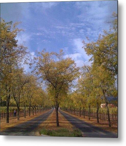  Metal Print featuring the photograph Sterling Vineyards Fall 2007 2 by Peter Chase