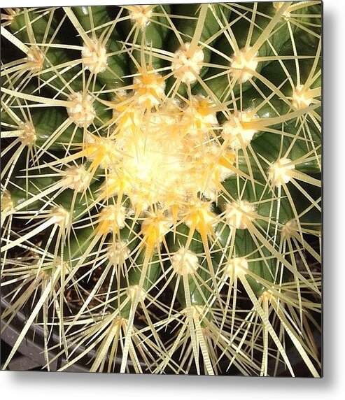Webstagram Metal Print featuring the photograph Sticky Situation!. #cactus #cali #sharp by Jim Neeley