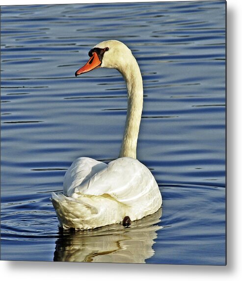 Swan Metal Print featuring the photograph Swan by Rodney Campbell