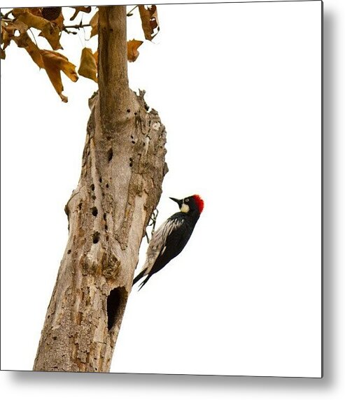 Wildlife Metal Print featuring the photograph Taken With A Canon T2i #bird by Michael Amos