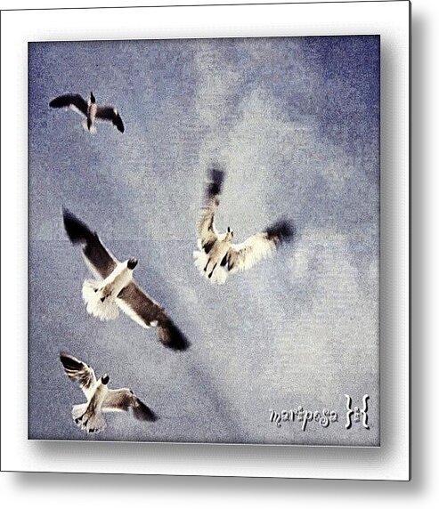 Sky Metal Print featuring the photograph Taking Flight by Mari Posa
