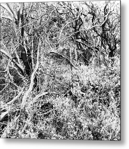 Woods Metal Print featuring the photograph Tangled by Richard Spicer