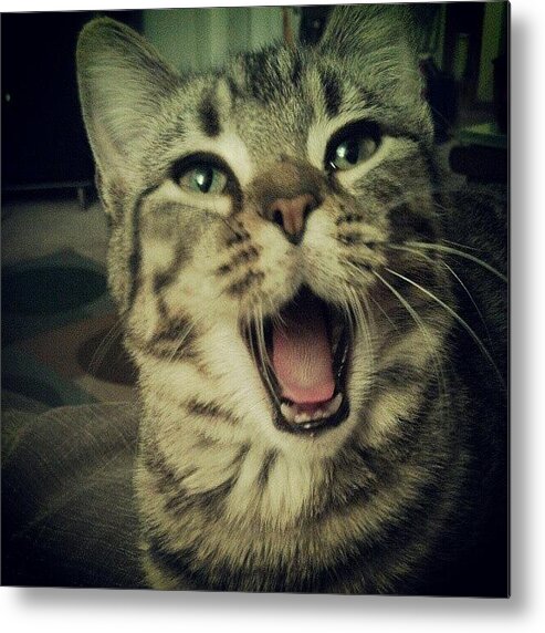 Petstagram Metal Print featuring the photograph That Awkward Yawn Moment.
#cat #cats by Bob Ralston
