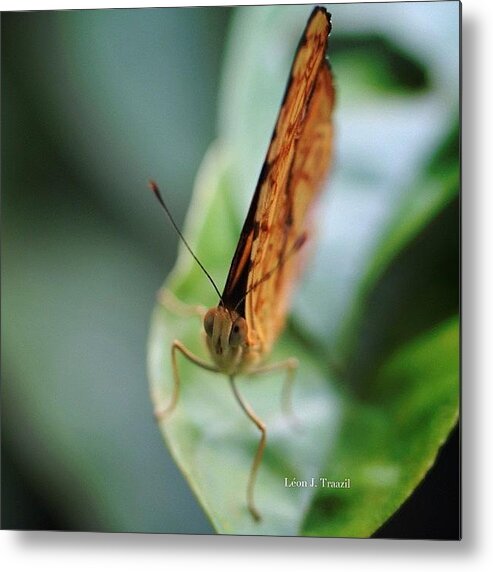  Metal Print featuring the photograph The Awkward Moment When A Butterfly by Leon Traazil