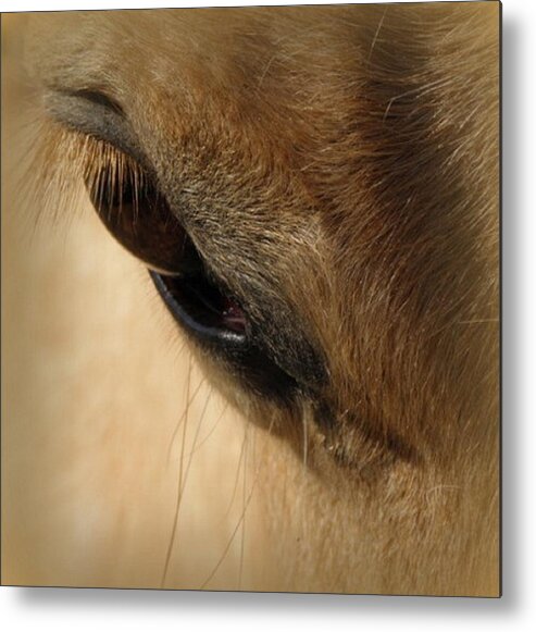 Horse Metal Print featuring the photograph The eyes beauty by Kim Galluzzo