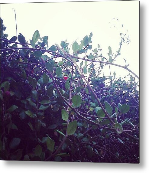 Beautiful Metal Print featuring the photograph The Jasmine On My Fence by Jinxi The House Cat