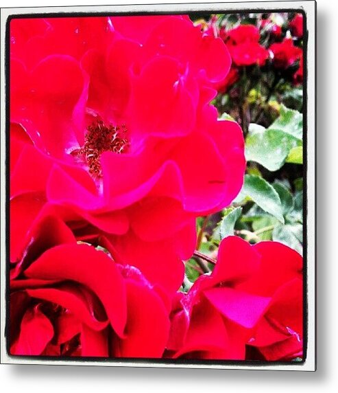  Metal Print featuring the photograph The Official Flower Of Portland! by Pamela Cushman