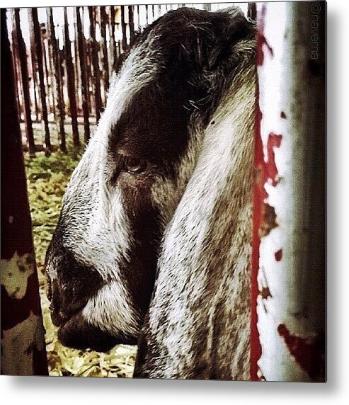 Teamrebel Metal Print featuring the photograph ...thinking by Natasha Marco