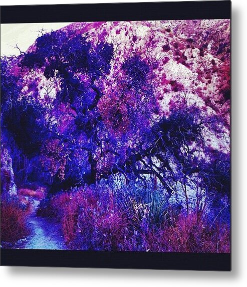 Beautiful Metal Print featuring the photograph This Tree Was Completely Burned, But by Ray Jay