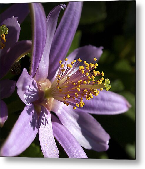 Flora Metal Print featuring the photograph Thrive by Joe Schofield