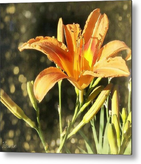 Flower Metal Print featuring the photograph Tiger Lily Dream. #lily #lilybuds by Jess Gowan