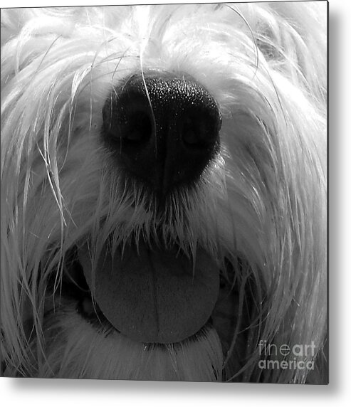 Old English Sheepdog Photographs Metal Print featuring the photograph Timmy Tongue by Alene Sirott-Cope