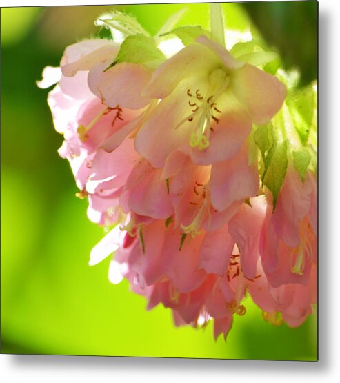 Pink Metal Print featuring the photograph Touch by Melanie Moraga