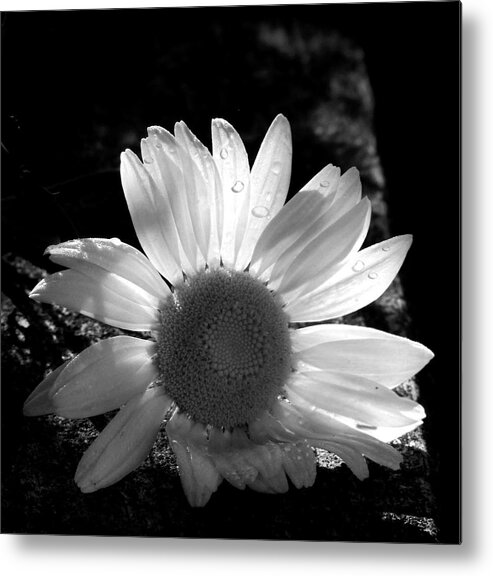 Flower Metal Print featuring the photograph Translucent Daisy by Cindy Haggerty