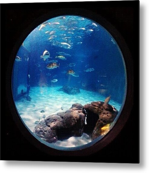 Blue Metal Print featuring the photograph Under The Sea ;) #instatrip #aquarium by Kika Verde