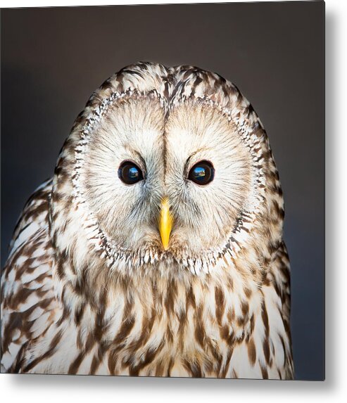 Animal Metal Print featuring the photograph Ural owl by Tom Gowanlock