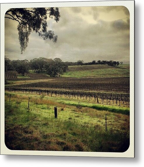  Metal Print featuring the photograph Vineyard In Clare Valley by Sean Walsh