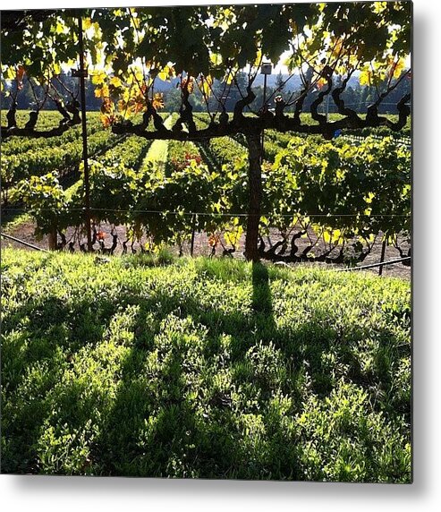 Scenery Metal Print featuring the photograph #vineyards At #sunset by Crystal Peterson