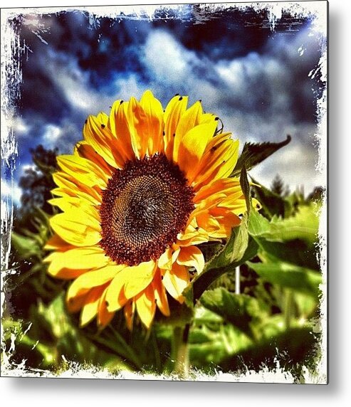 Instanature Metal Print featuring the photograph Welcome To The Sunflower Season! by Urs Steiner