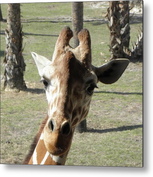 Giraffe Metal Print featuring the photograph What Are You Looking At by Kim Galluzzo