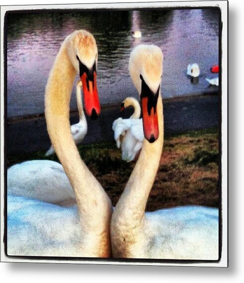 Igrs Metal Print featuring the photograph #whatyoulookinat? #swan #swans #birds by Kevin Zoller