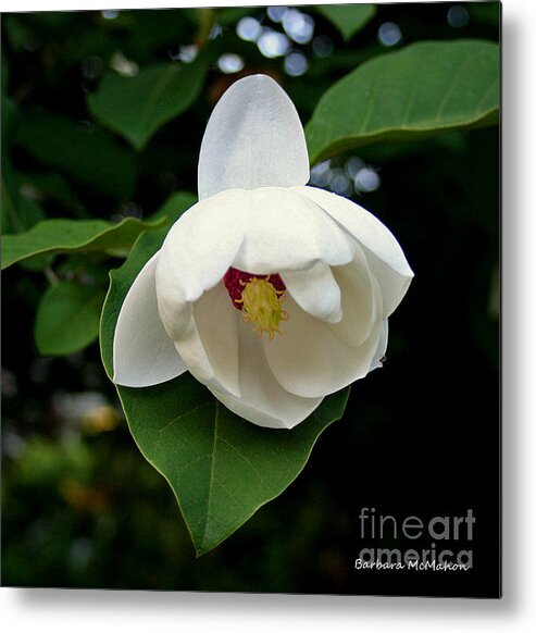 Flowers Metal Print featuring the photograph White Beauty by Barbara McMahon