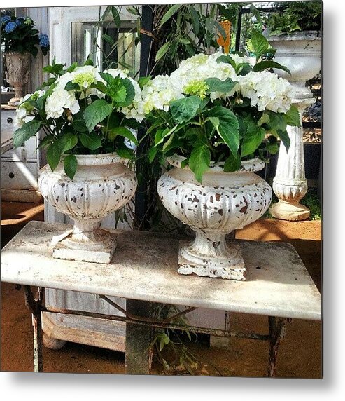 Flowers Metal Print featuring the photograph White shabby pots and white flowers by Natasha Futcher