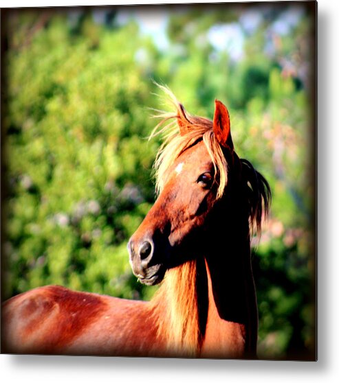 Wild Spanish Mustang Metal Print featuring the photograph Wild and Free in North Carolina by Kim Galluzzo