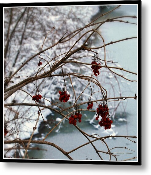 Winter Metal Print featuring the photograph Winter Berries by Lora Mercado