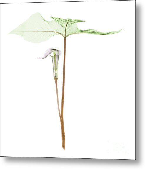 Plant Metal Print featuring the photograph X-ray Of Jack-in-the-pulpit by Ted Kinsman