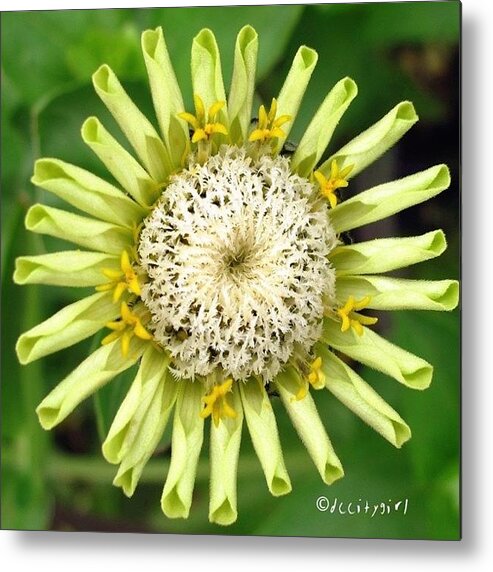 Flower Metal Print featuring the photograph you Spin My Head Right Round, Right by Dccitygirl WDC