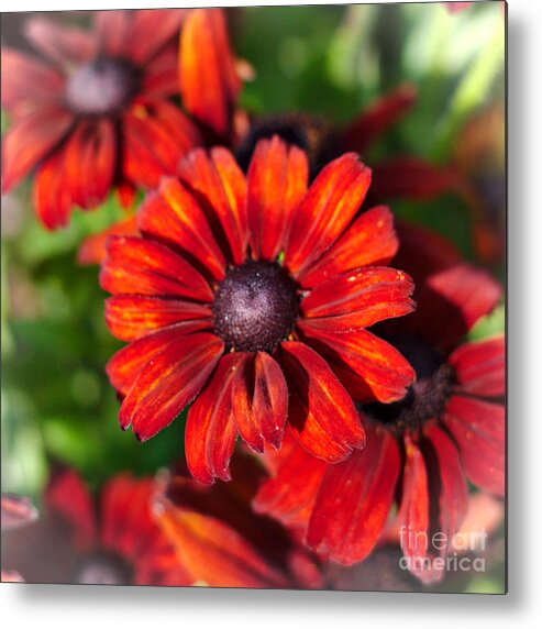 Flowers Metal Print featuring the photograph Autumn Flowers #1 by Jeremy Hayden