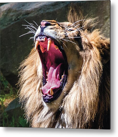 Lion Metal Print featuring the photograph Big Yawn #1 by William Bitman