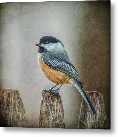 Chicadee Metal Print featuring the photograph Chicadee #1 by Cathy Kovarik